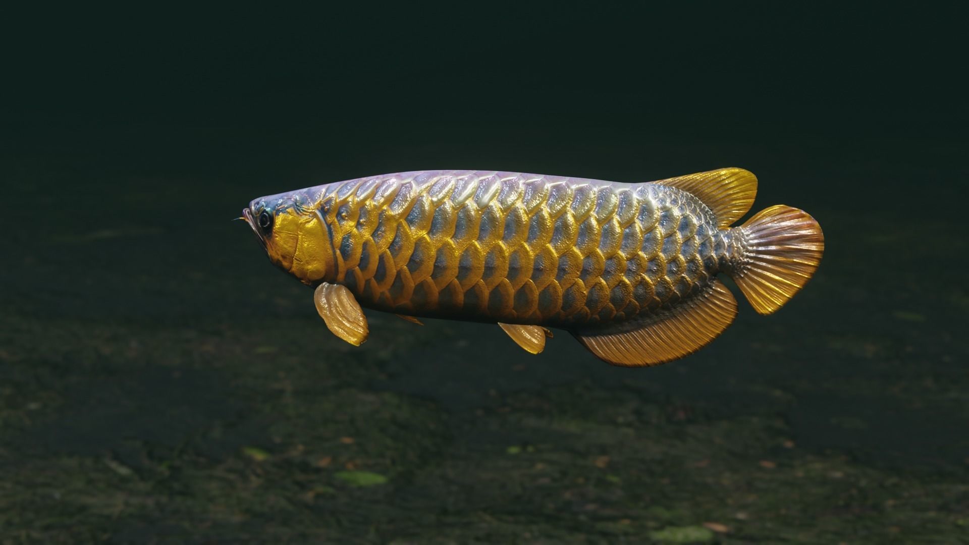 Arowana dragon fish Low-poly 3D model_31