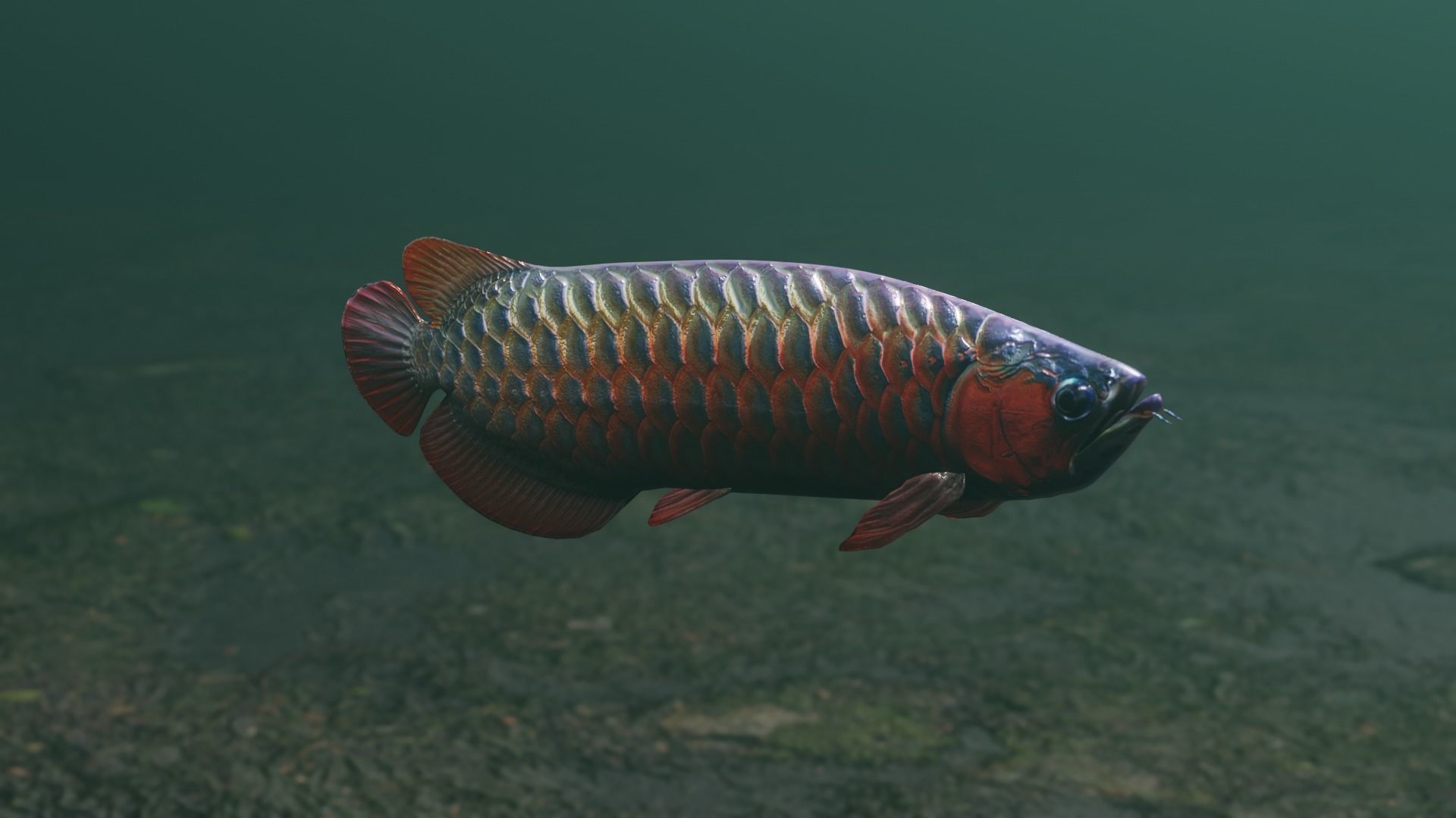 Arowana dragon fish Low-poly 3D model_25