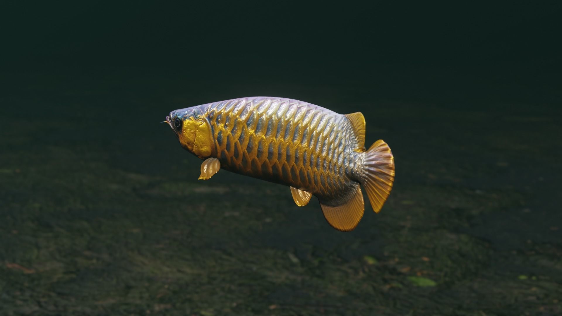 Arowana dragon fish Low-poly 3D model_33