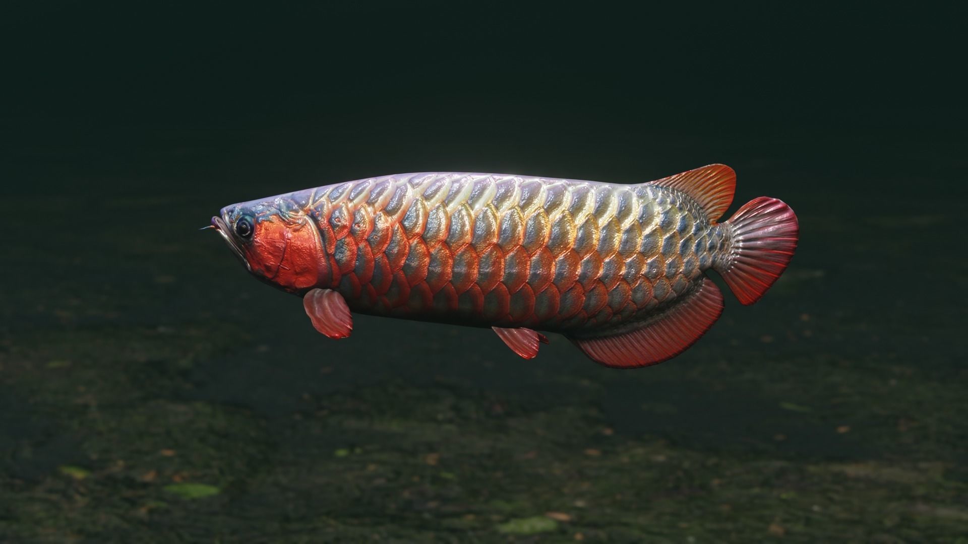 Arowana dragon fish Low-poly 3D model_28