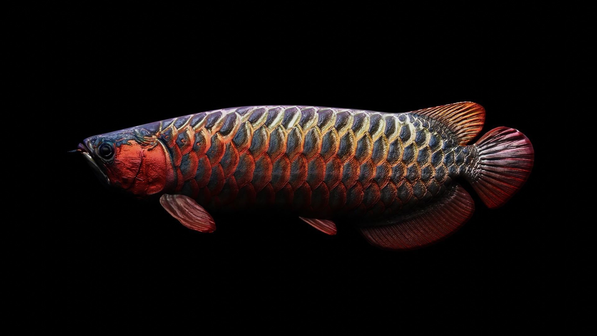 Arowana dragon fish Low-poly 3D model_12
