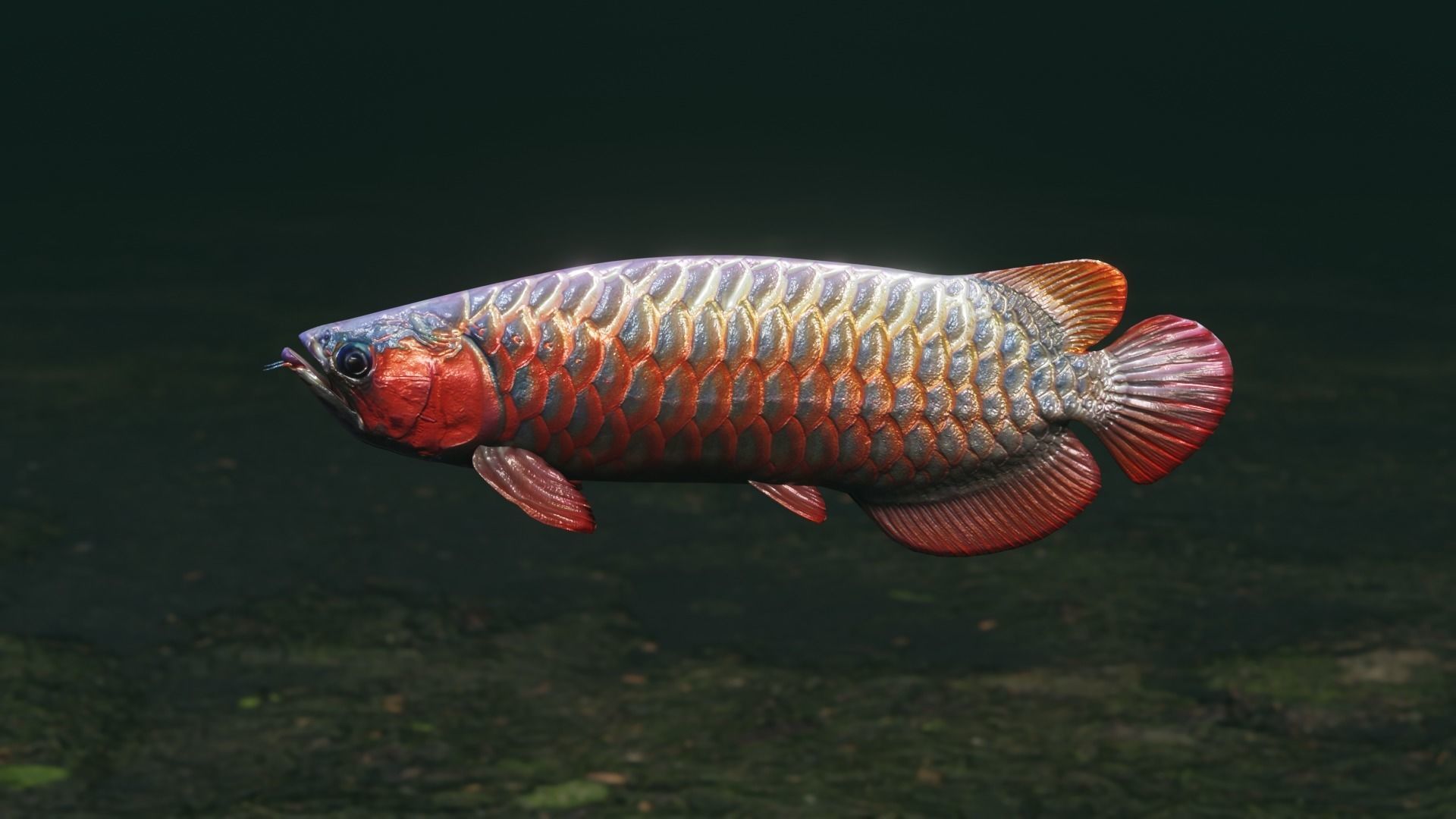 Arowana dragon fish Low-poly 3D model_27