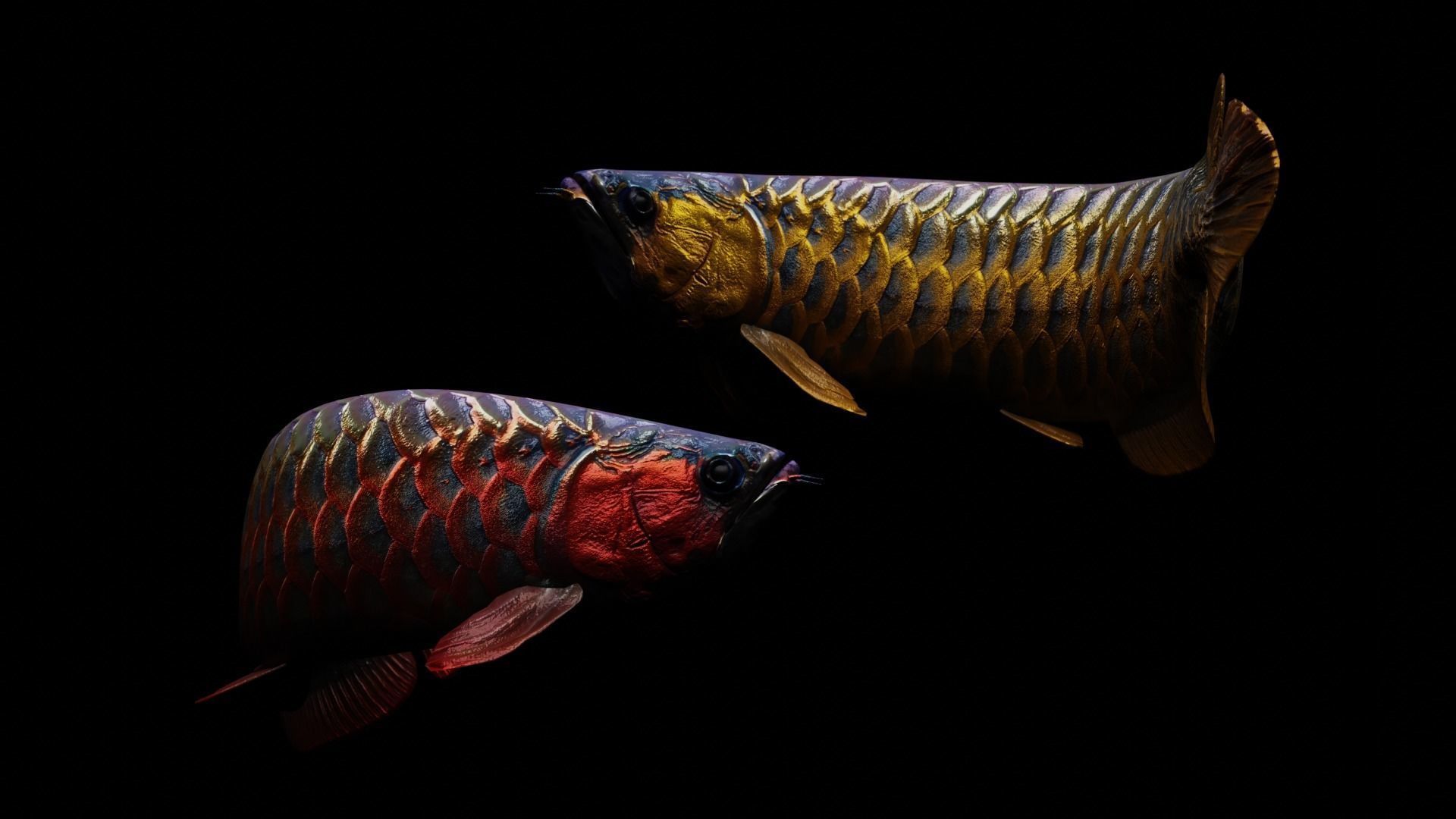 Arowana dragon fish Low-poly 3D model_11