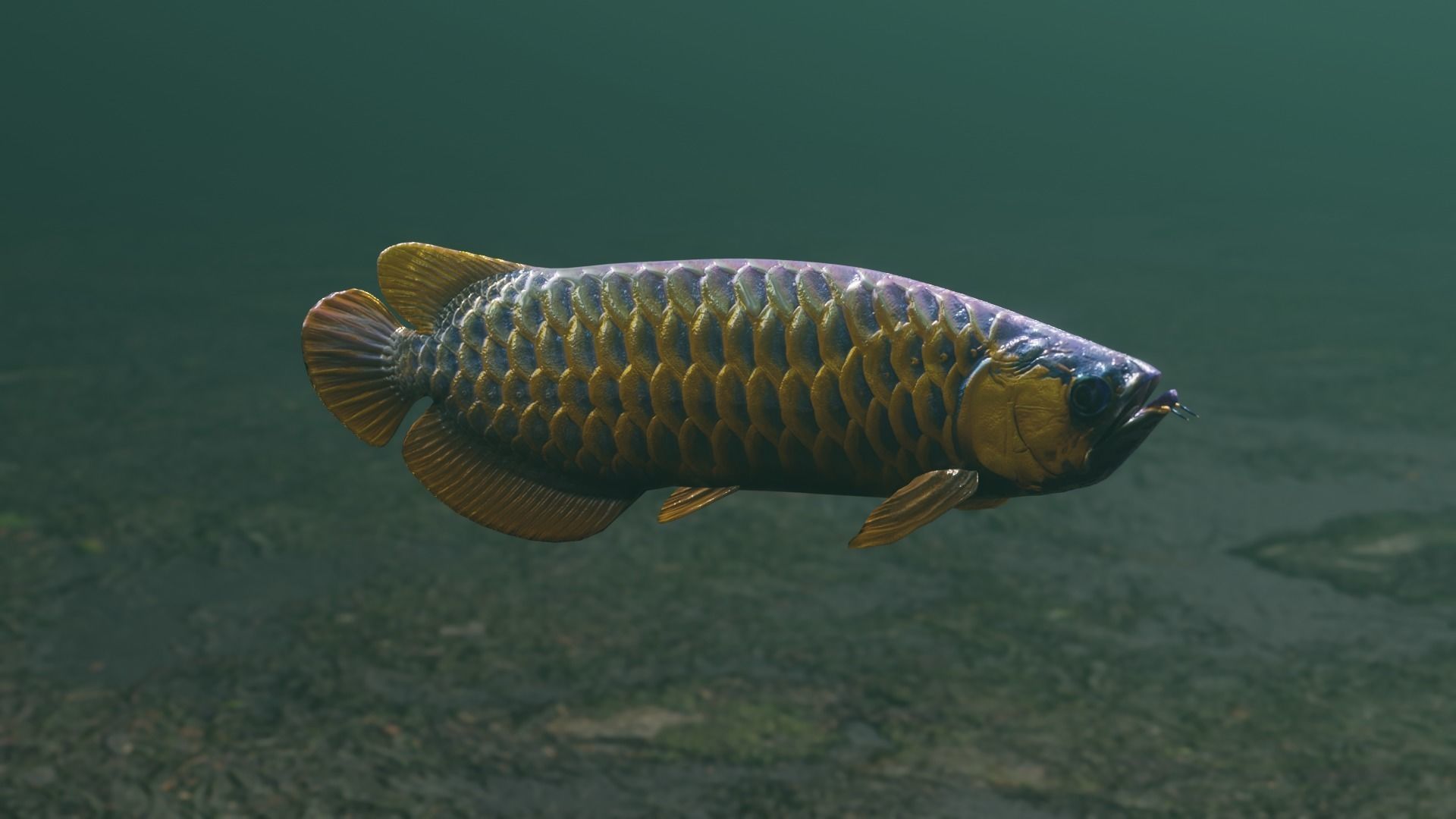 Arowana dragon fish Low-poly 3D model_35