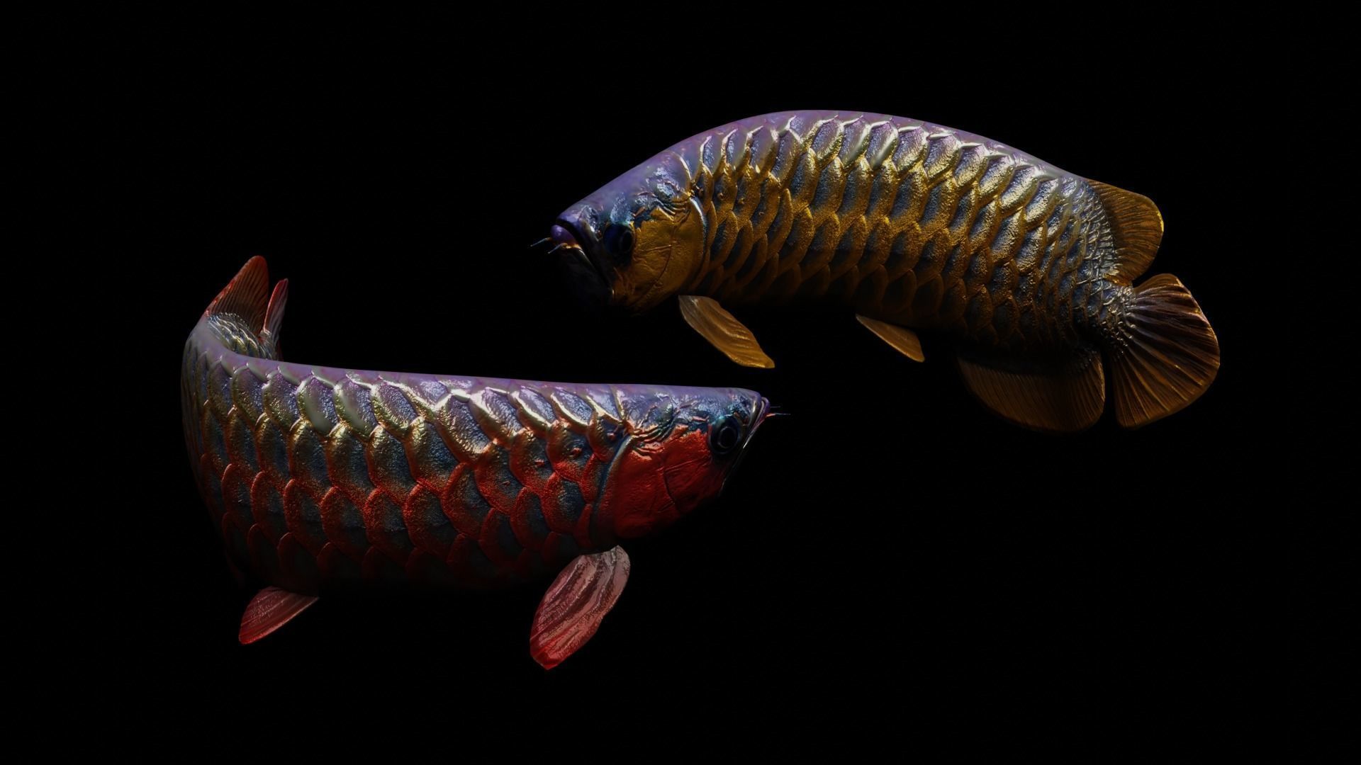 Arowana dragon fish Low-poly 3D model_8