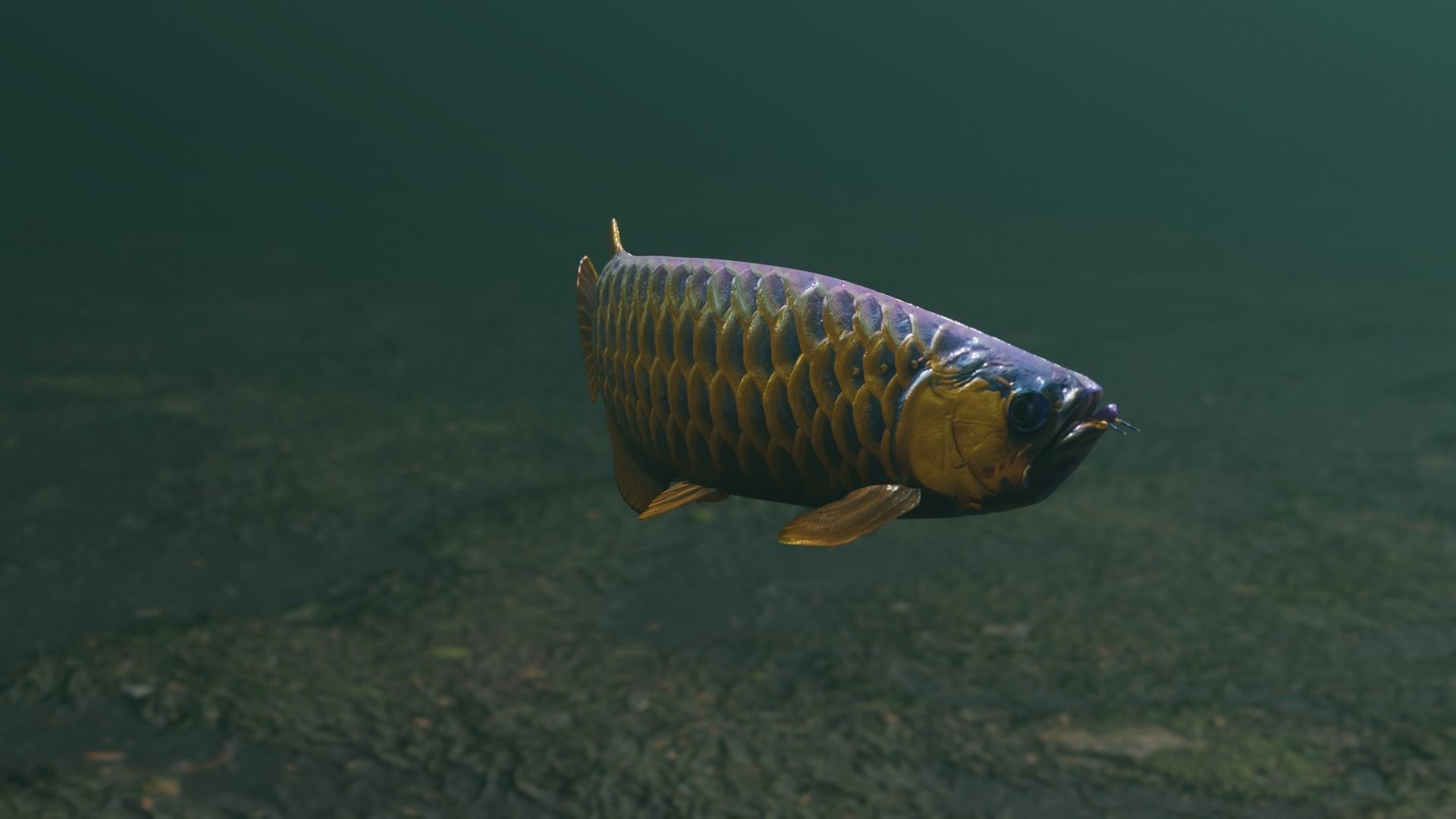 Arowana dragon fish Low-poly 3D model_37