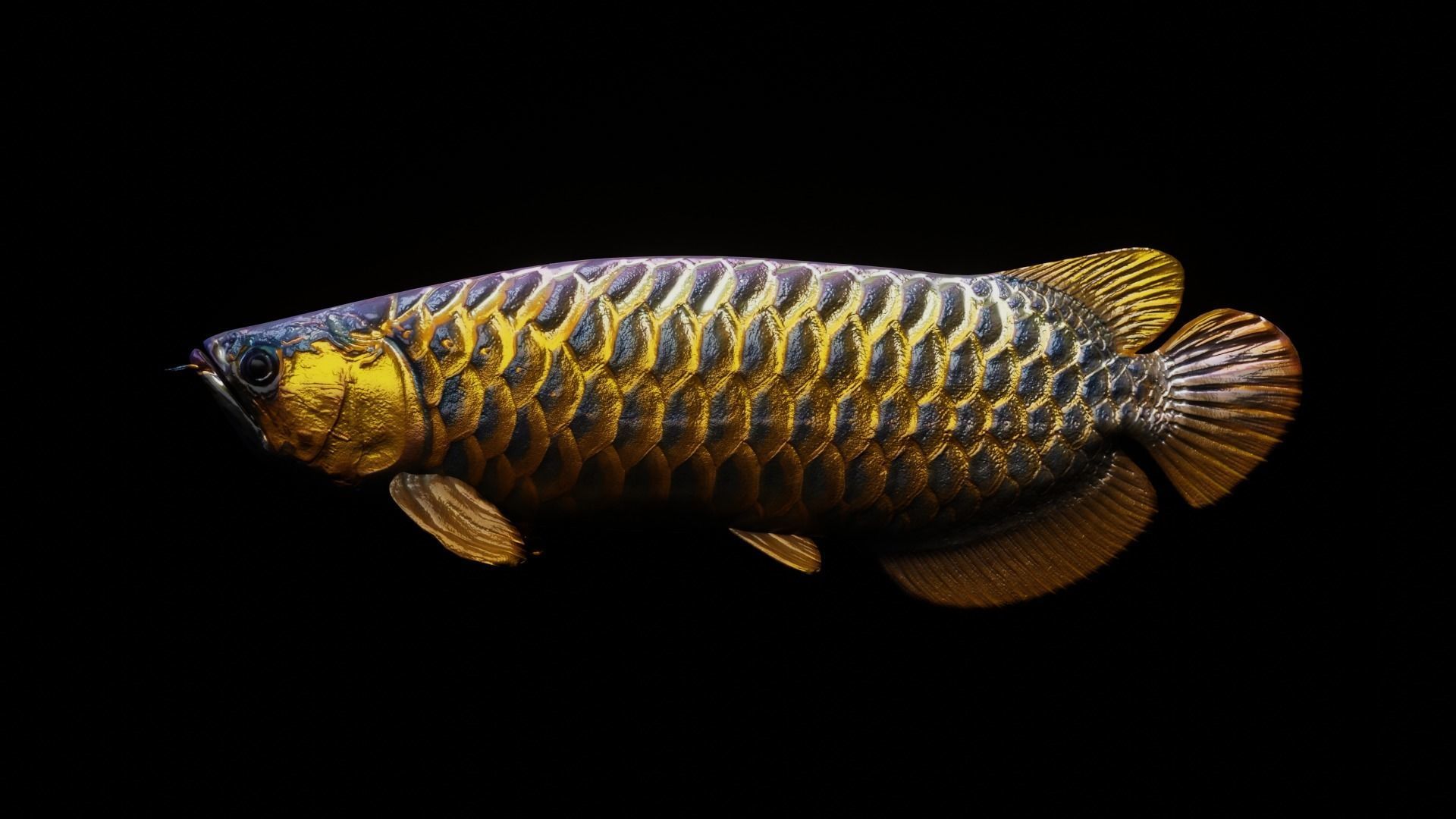 Arowana dragon fish Low-poly 3D model_16