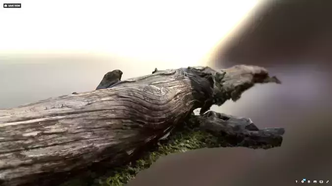 Textured Scanned tree trunk