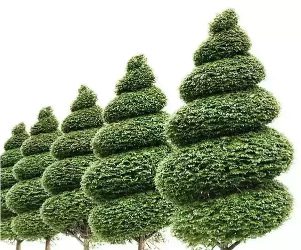 Burford Holly Spiral Topiary tree 1 Models in the scene 3D model