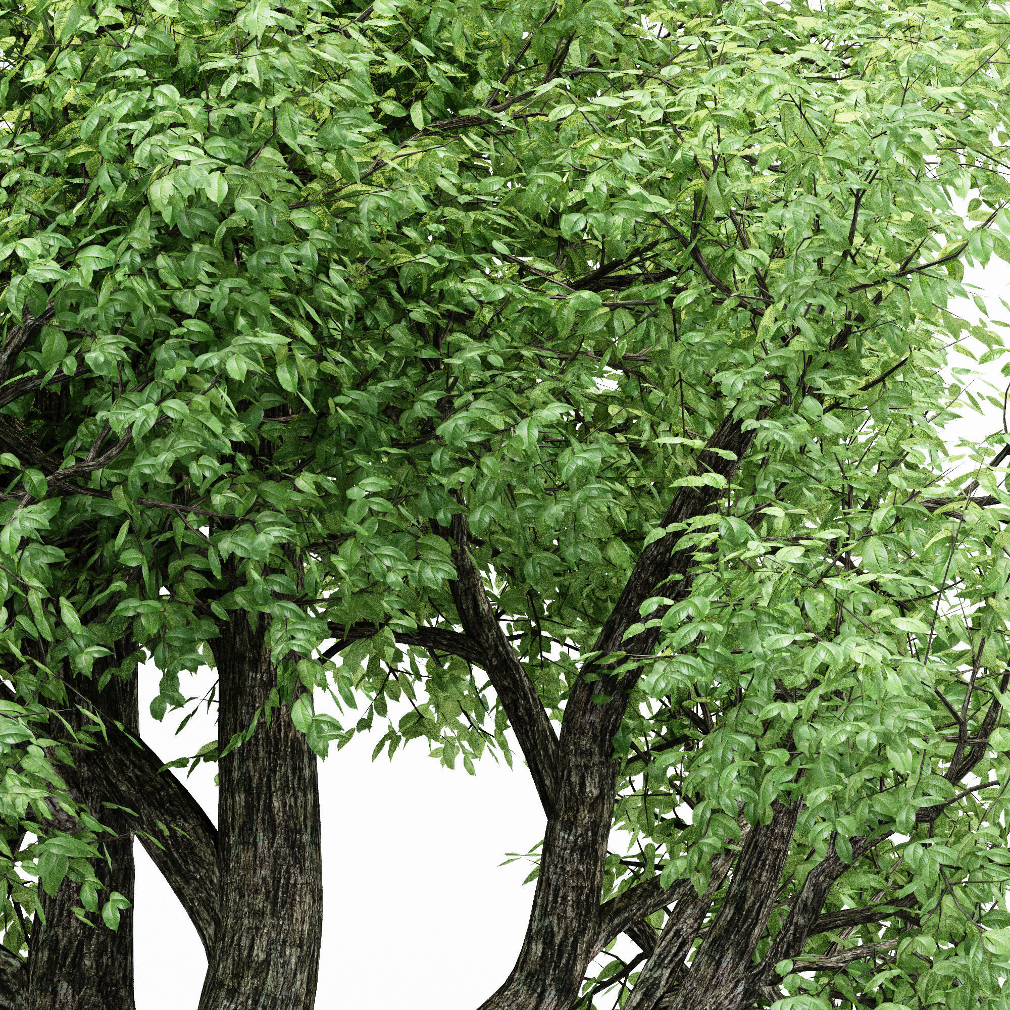 2 Different tree Amur Cork Broadleaf tree collection 3D model_2