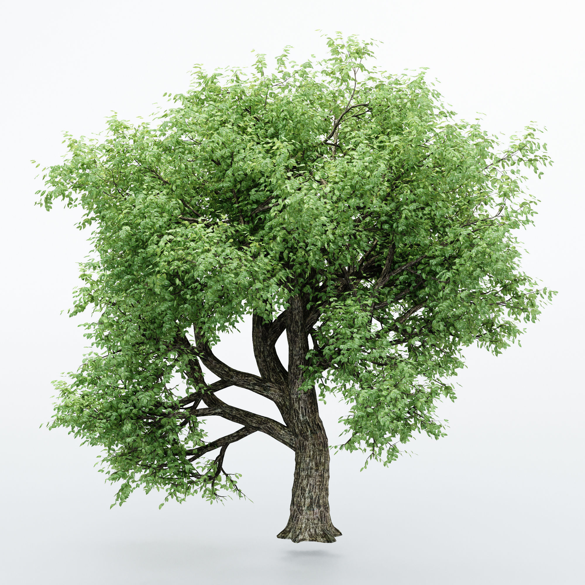 2 Different tree Amur Cork Broadleaf tree collection 3D model_1