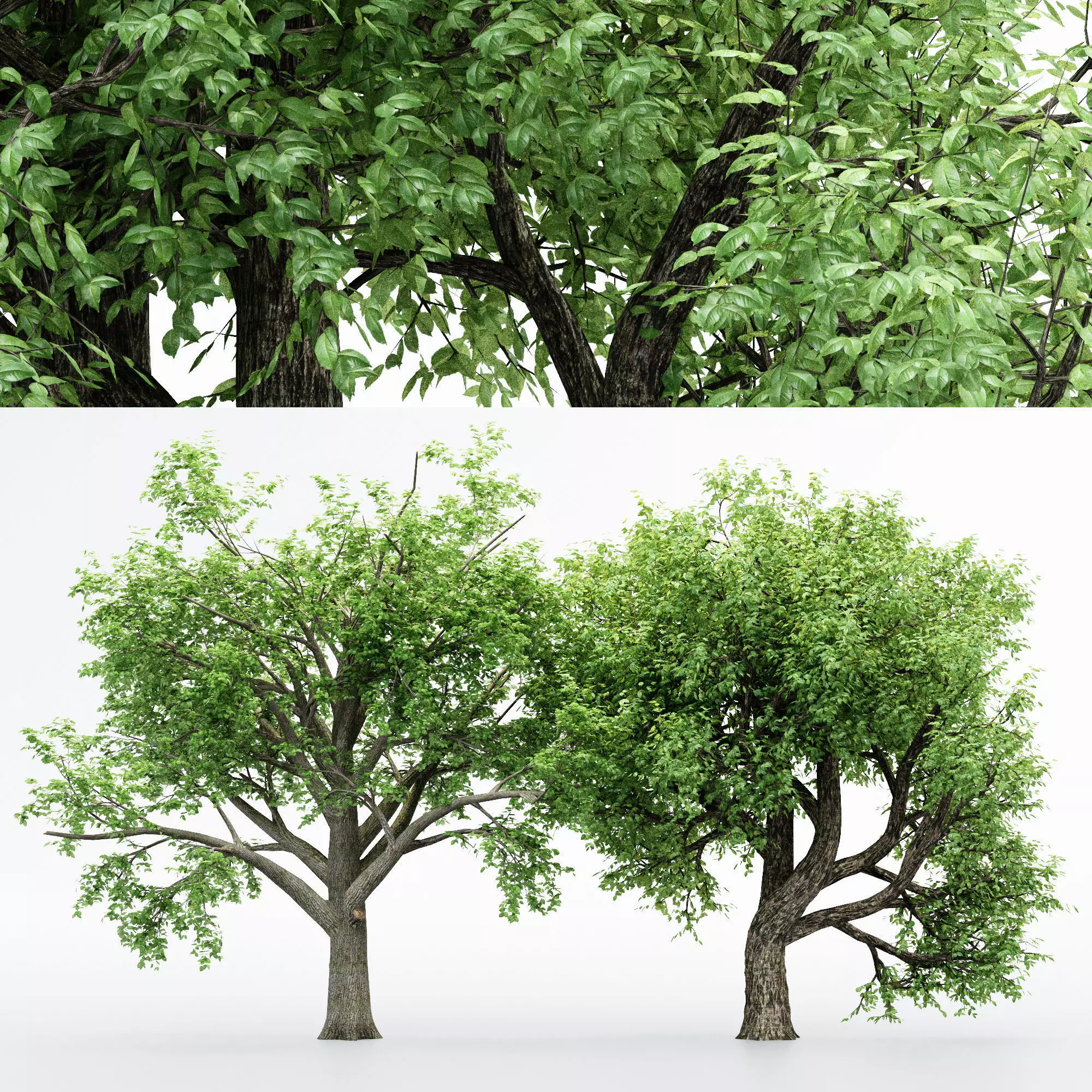 2 Different tree Amur Cork Broadleaf tree collection 3D model_0
