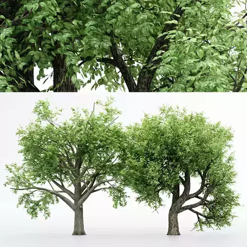 2 Different tree Amur Cork Broadleaf tree collection