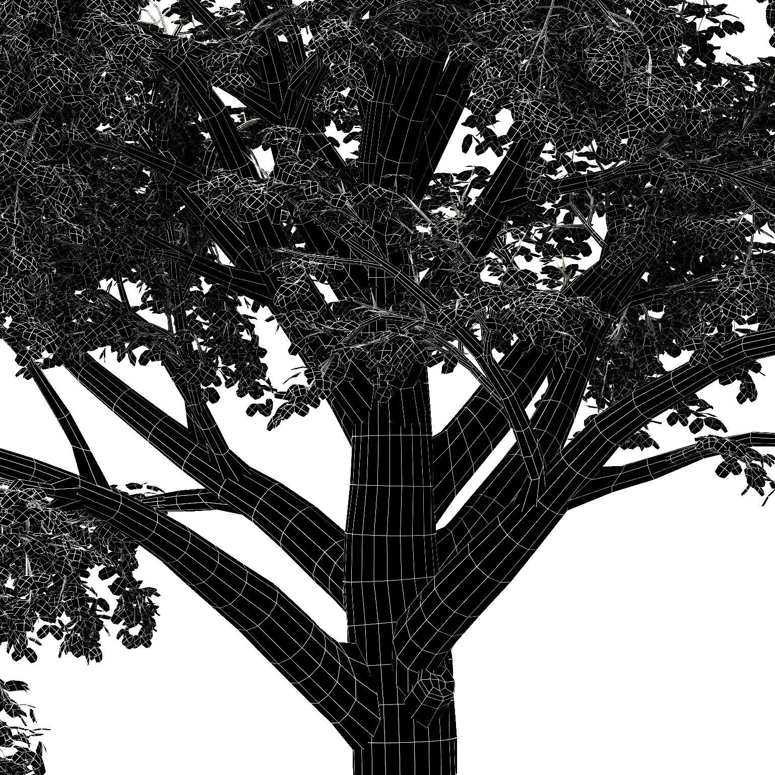 2 Different tree Amur Cork Broadleaf tree collection 3D model_3