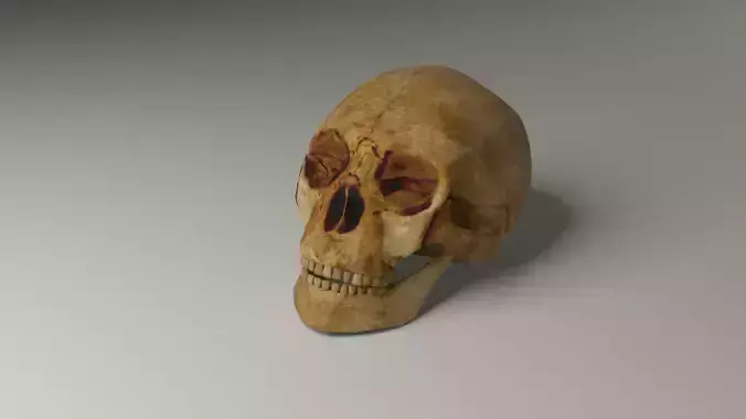 Human skull Low-poly 3D model