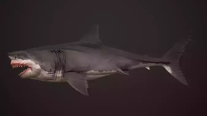 Great White Shark 3D model
