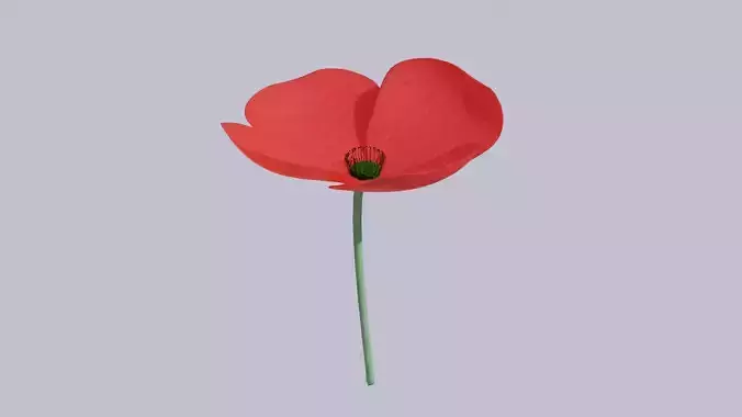 Beautiful Poppy Flower 3D model