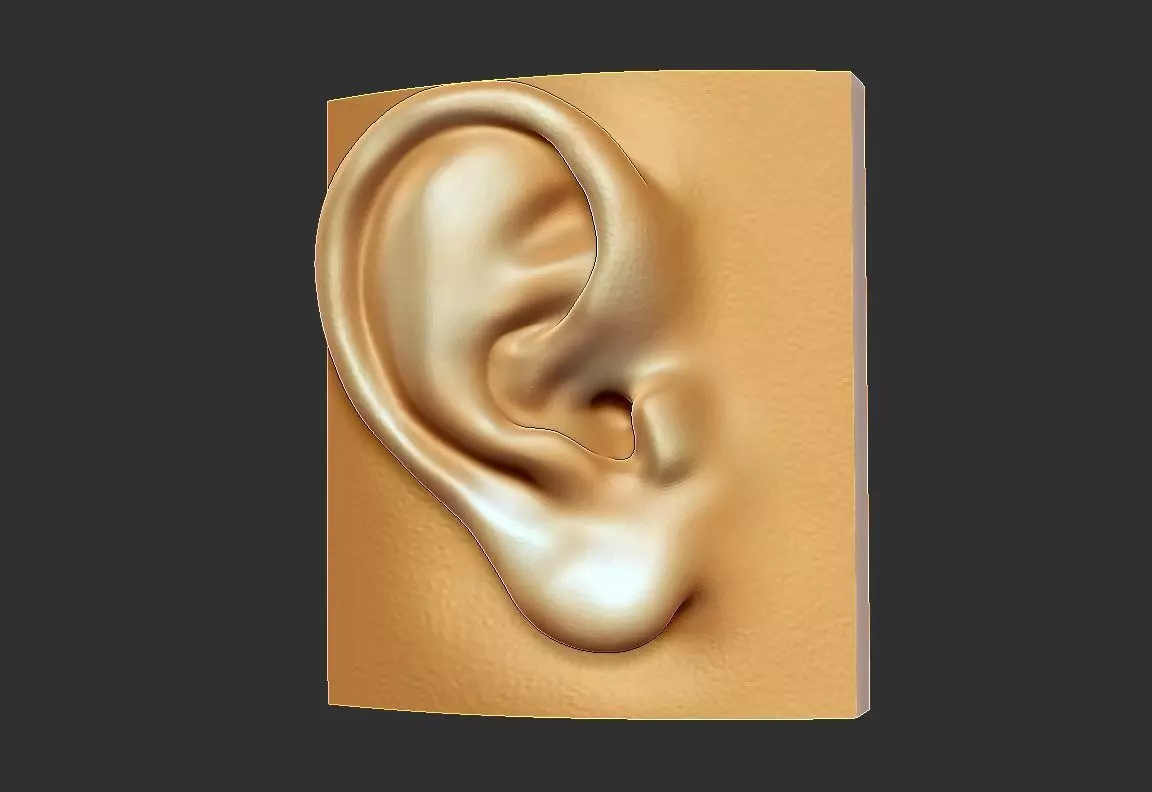 Ear mesh zbrush tool Free 3D print model