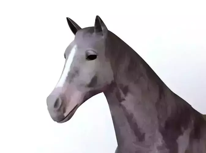 Horses full body