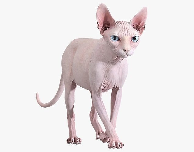 Sphynx Cat Pink Animated 3D model