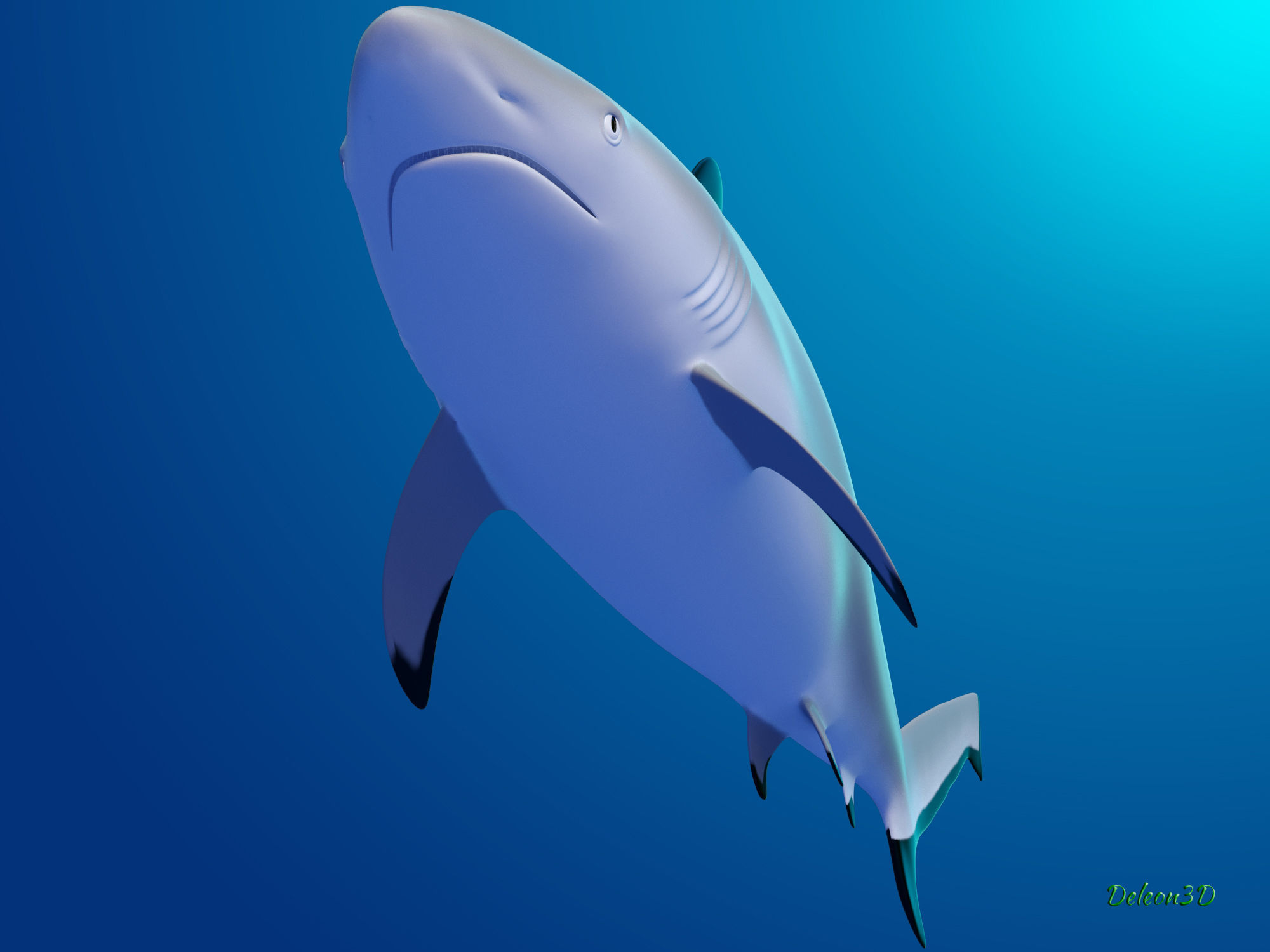 Blacktip Reef shark 3D model_2