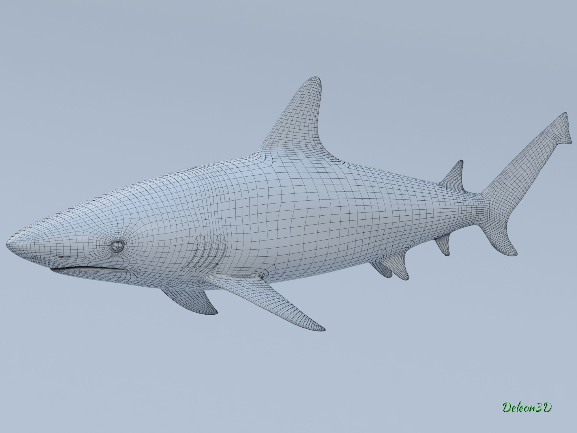 Blacktip Reef shark 3D model_10