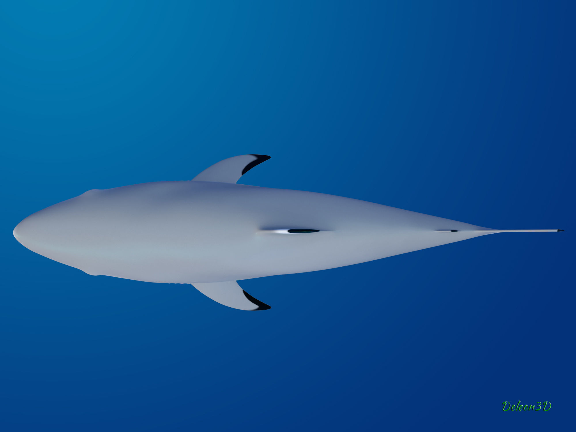 Blacktip Reef shark 3D model_5