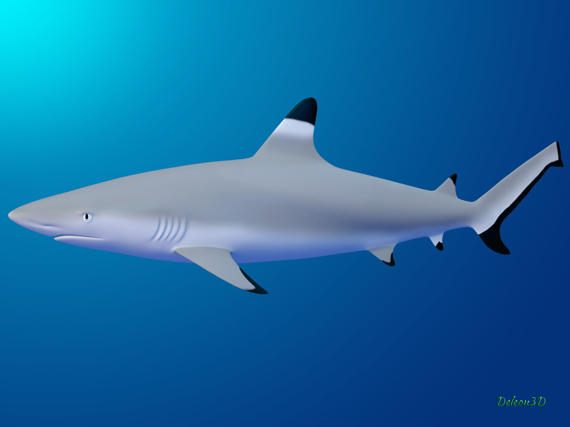 Blacktip Reef shark 3D model_8