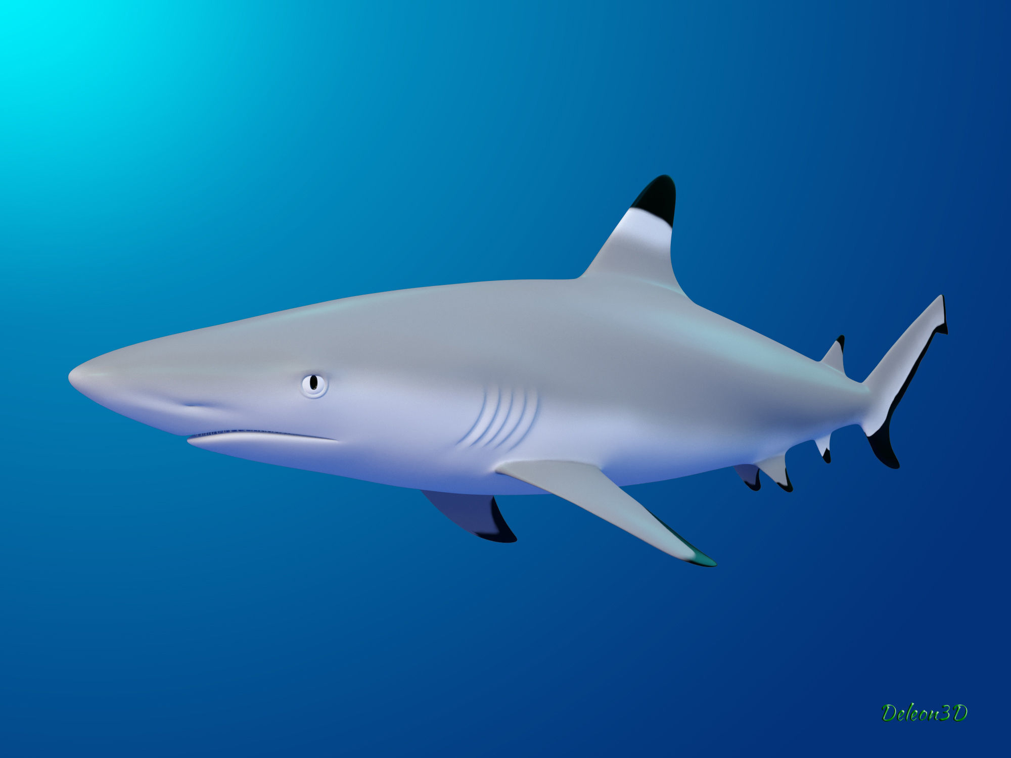 Blacktip Reef shark 3D model_1