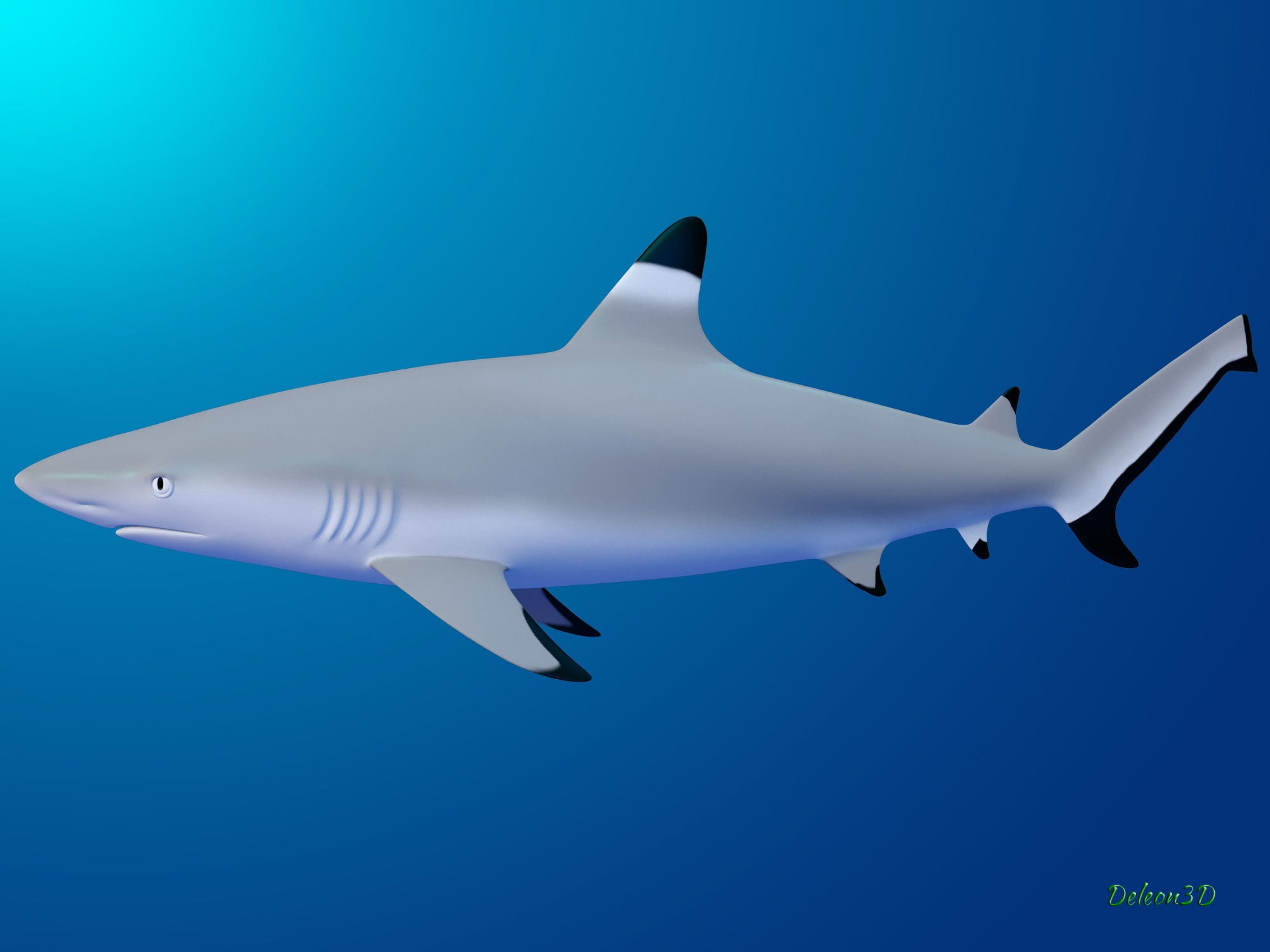 Blacktip Reef shark 3D model_7