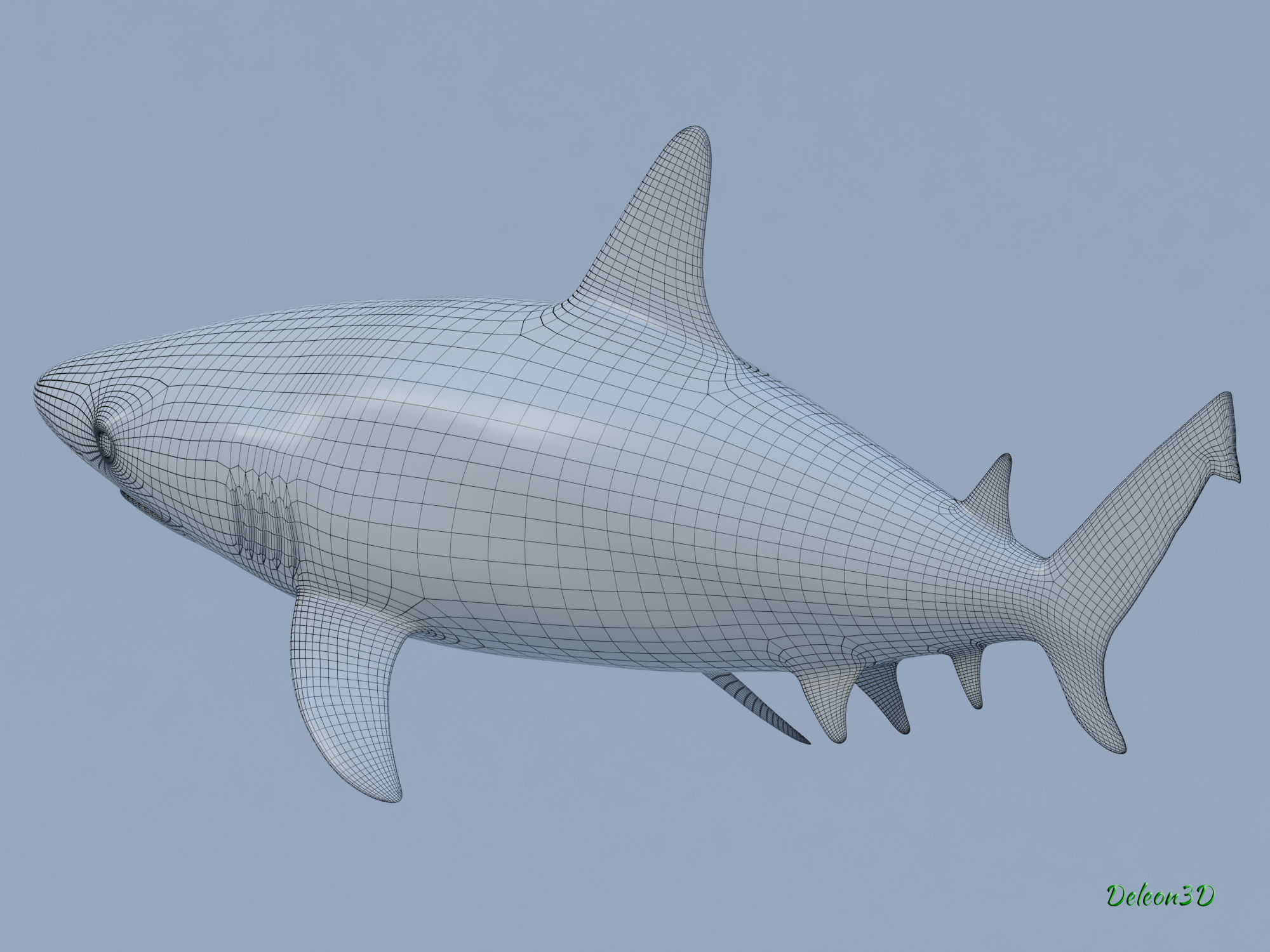 Blacktip Reef shark 3D model_9