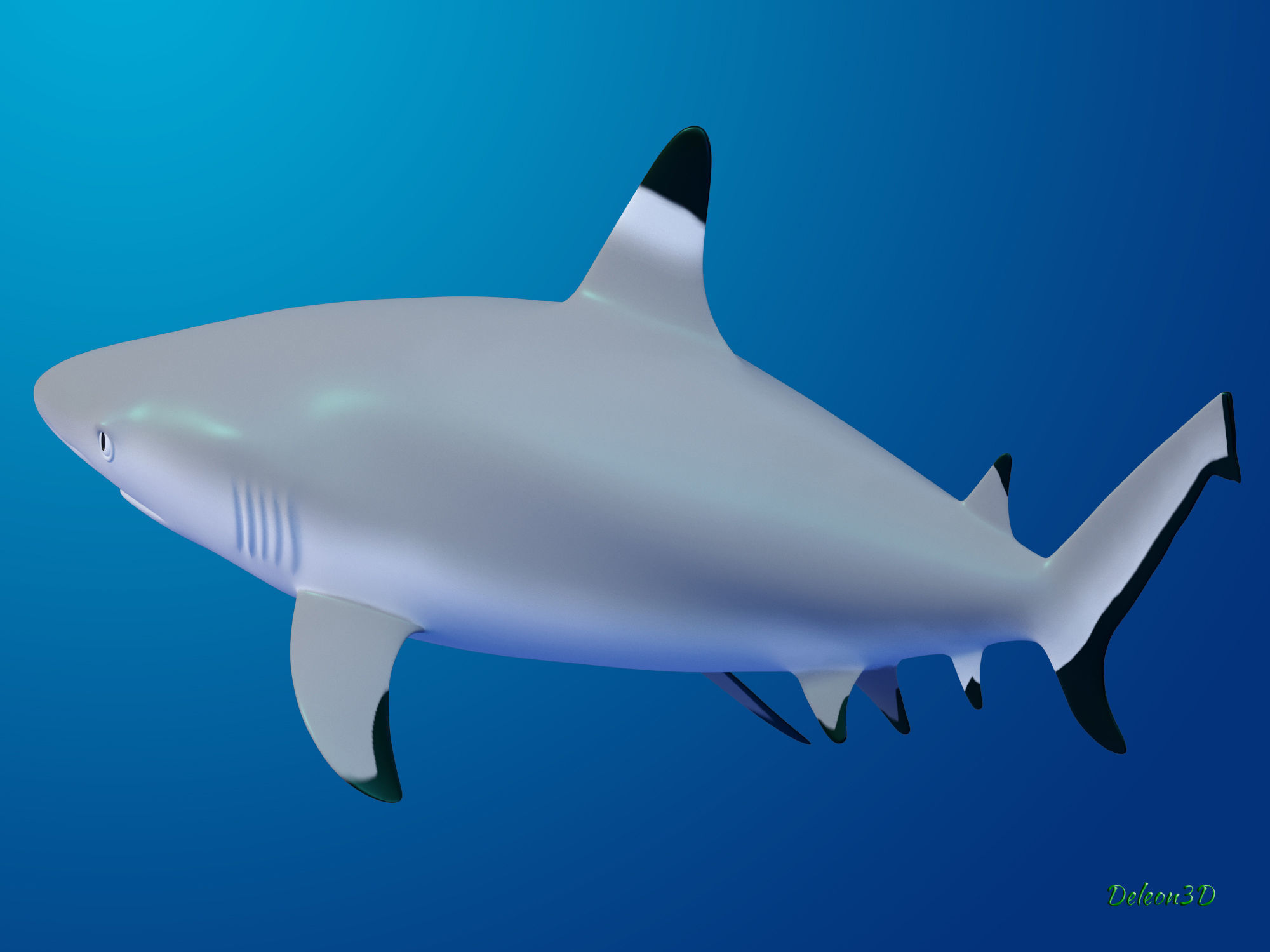 Blacktip Reef shark 3D model_4