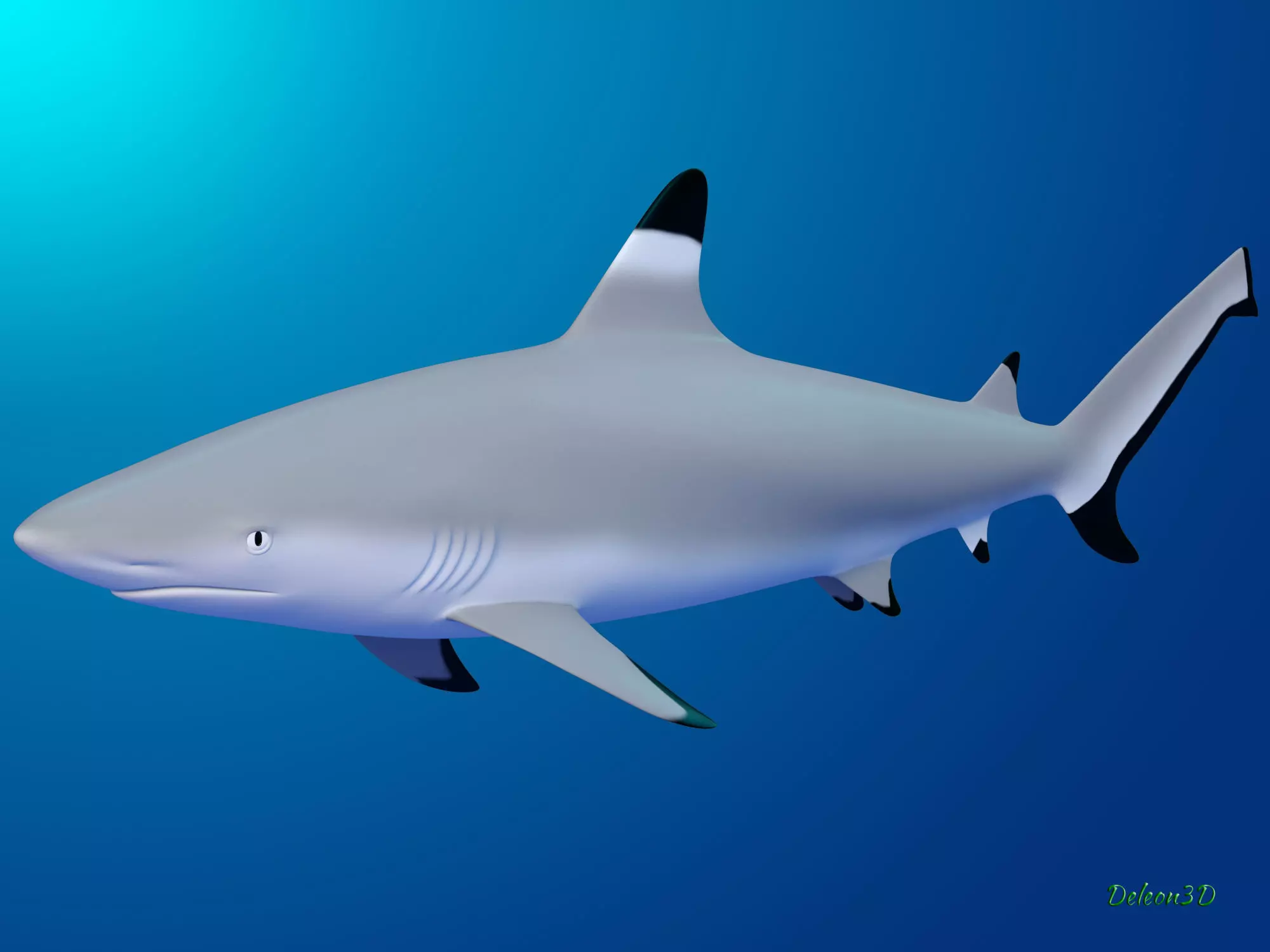 Blacktip Reef shark 3D model_0