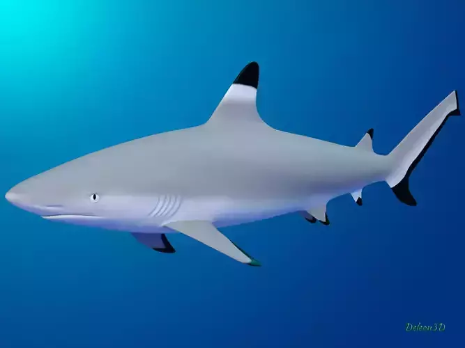 Blacktip Reef shark