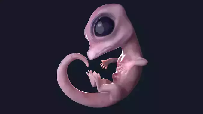 Alligator embryo