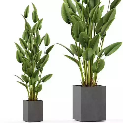 Plants collection 473 3D model