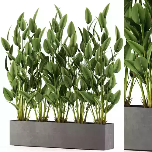Plants collection 474 3D model