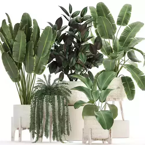 Houseplants in a white rattan basket for the interior 913