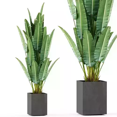 Plants collection 475 3D model