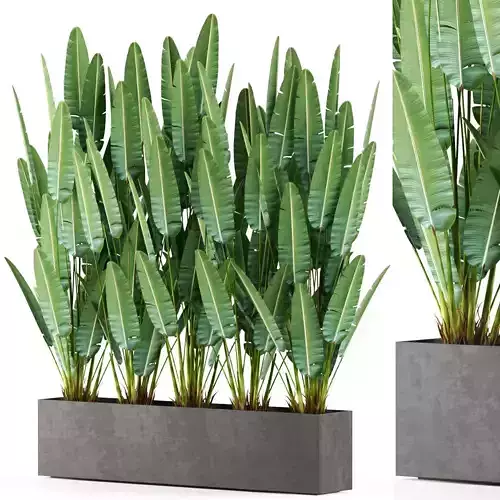 Plants collection 476 3D model