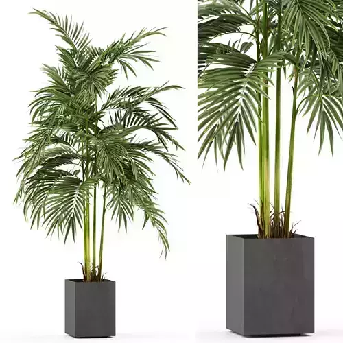 Plants collection 477 3D model