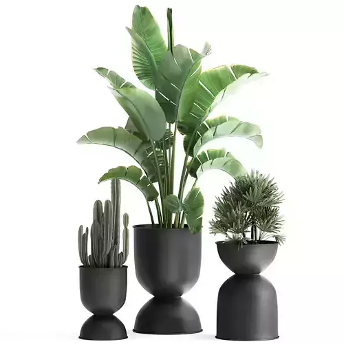 Houseplants in a black pot for the interior 915