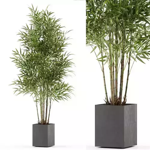 Plants collection 479 3D model