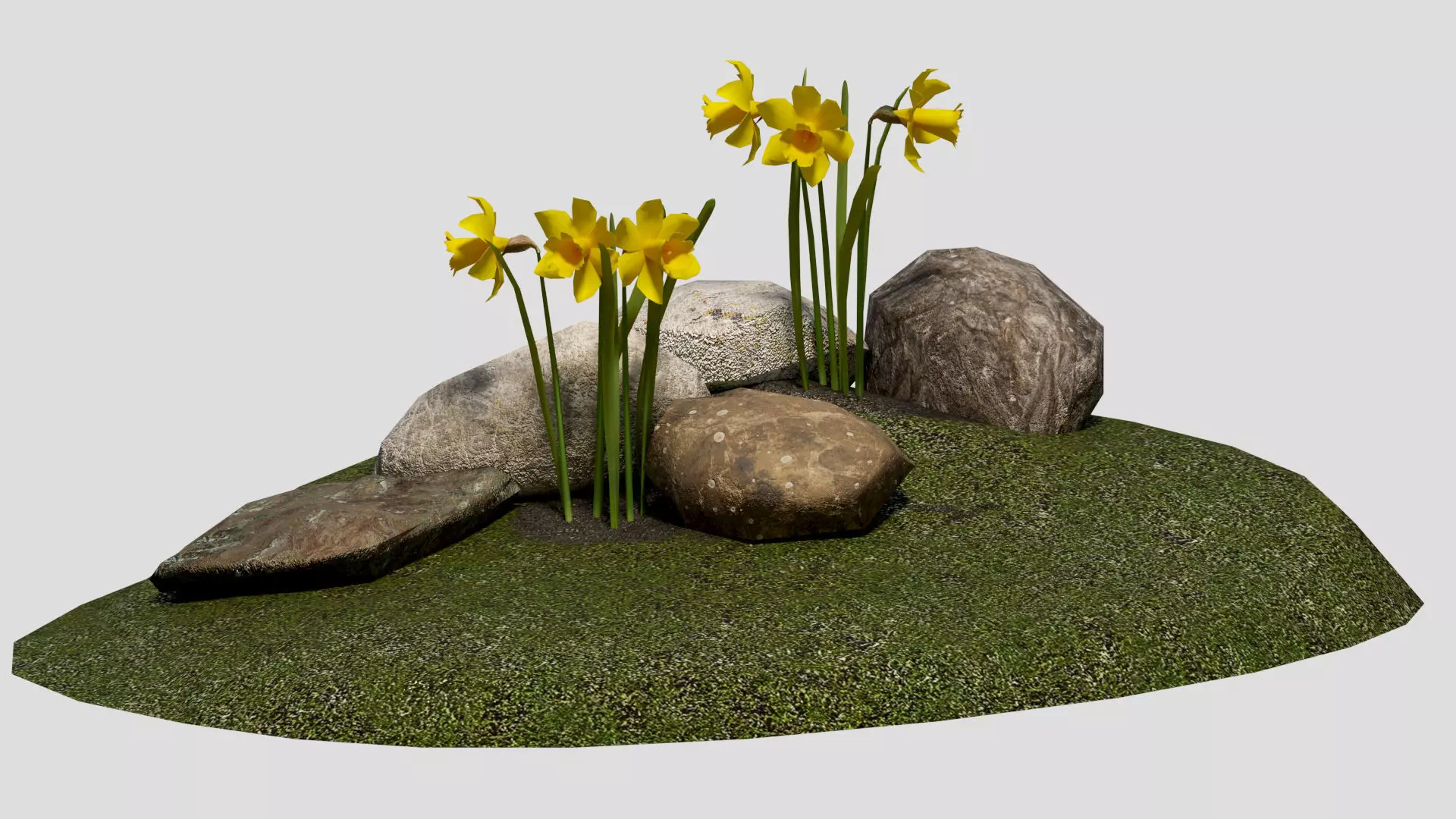 Yellow daffodils and stones Low-poly 3D model_0