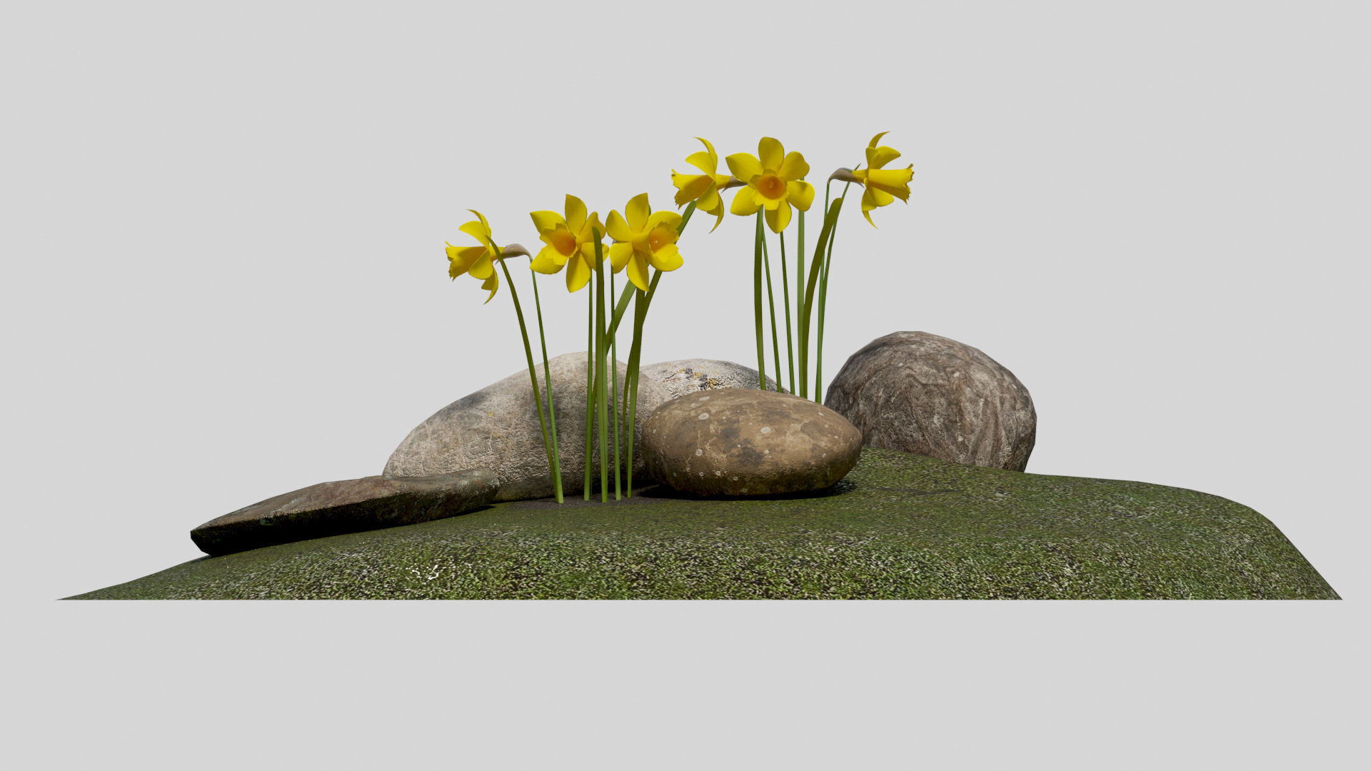 Yellow daffodils and stones Low-poly 3D model_3