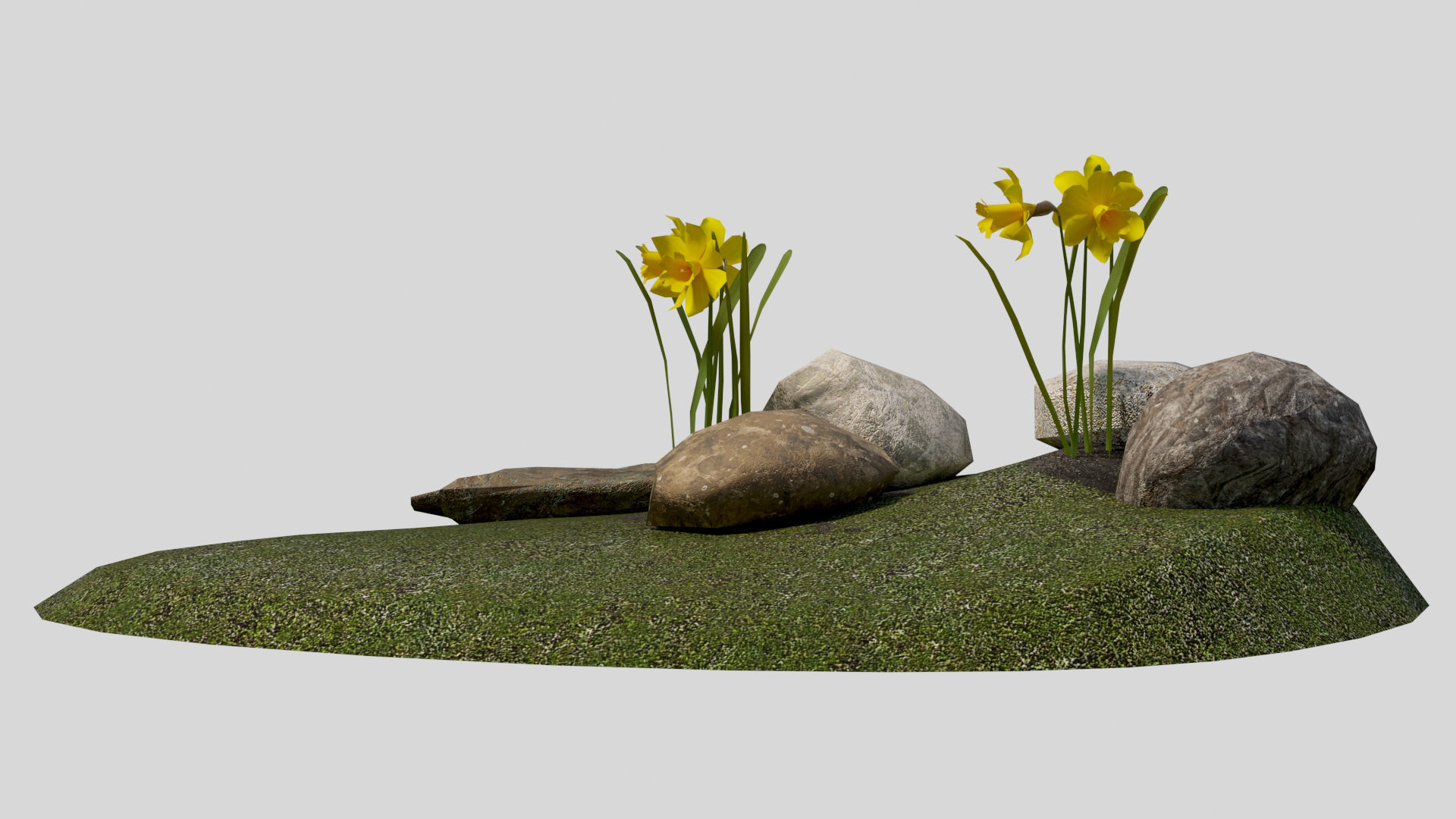 Yellow daffodils and stones Low-poly 3D model_1