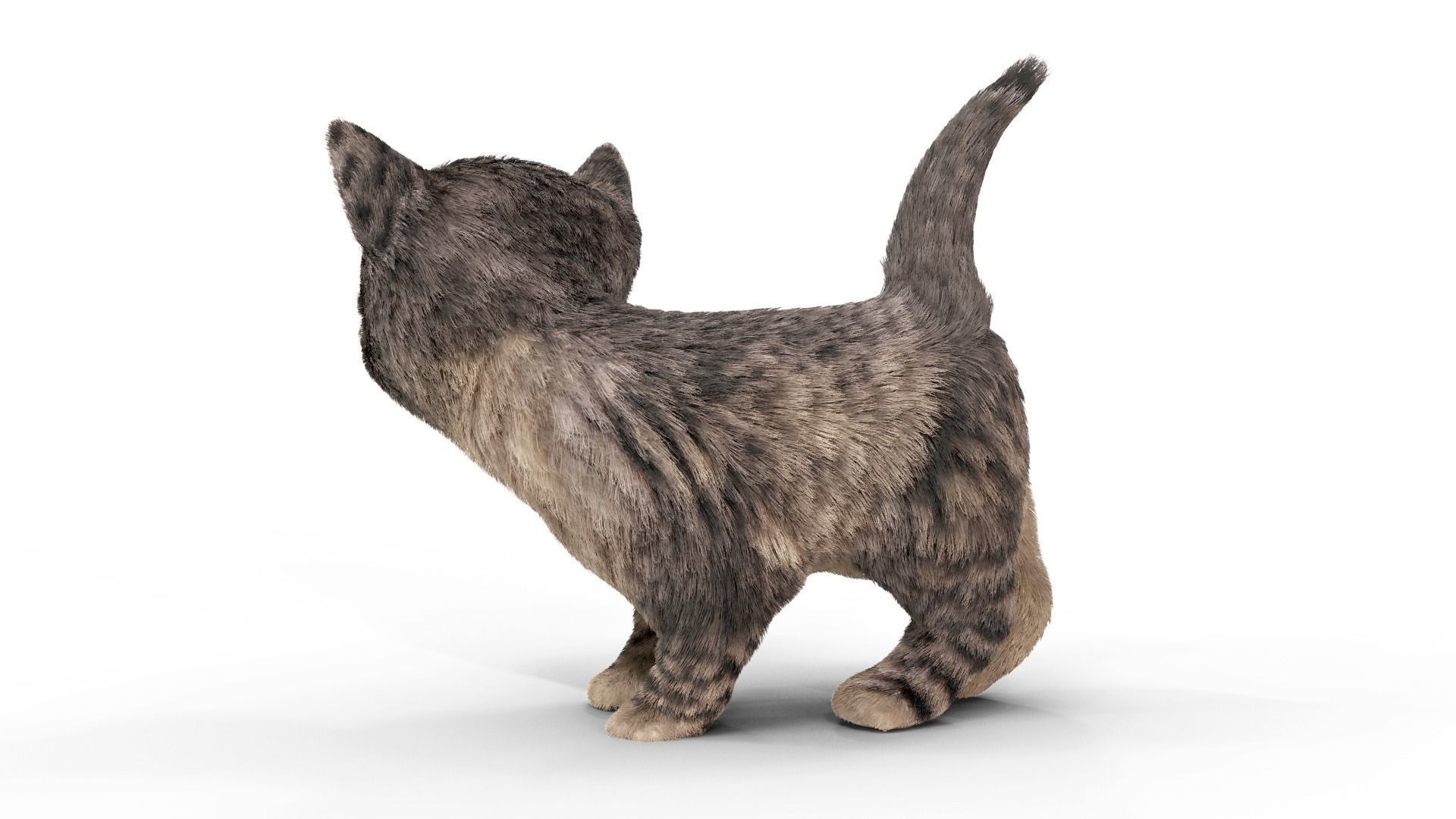 Fur Cute Cat kitten Dark Gray Animated Low-poly 3D model_3