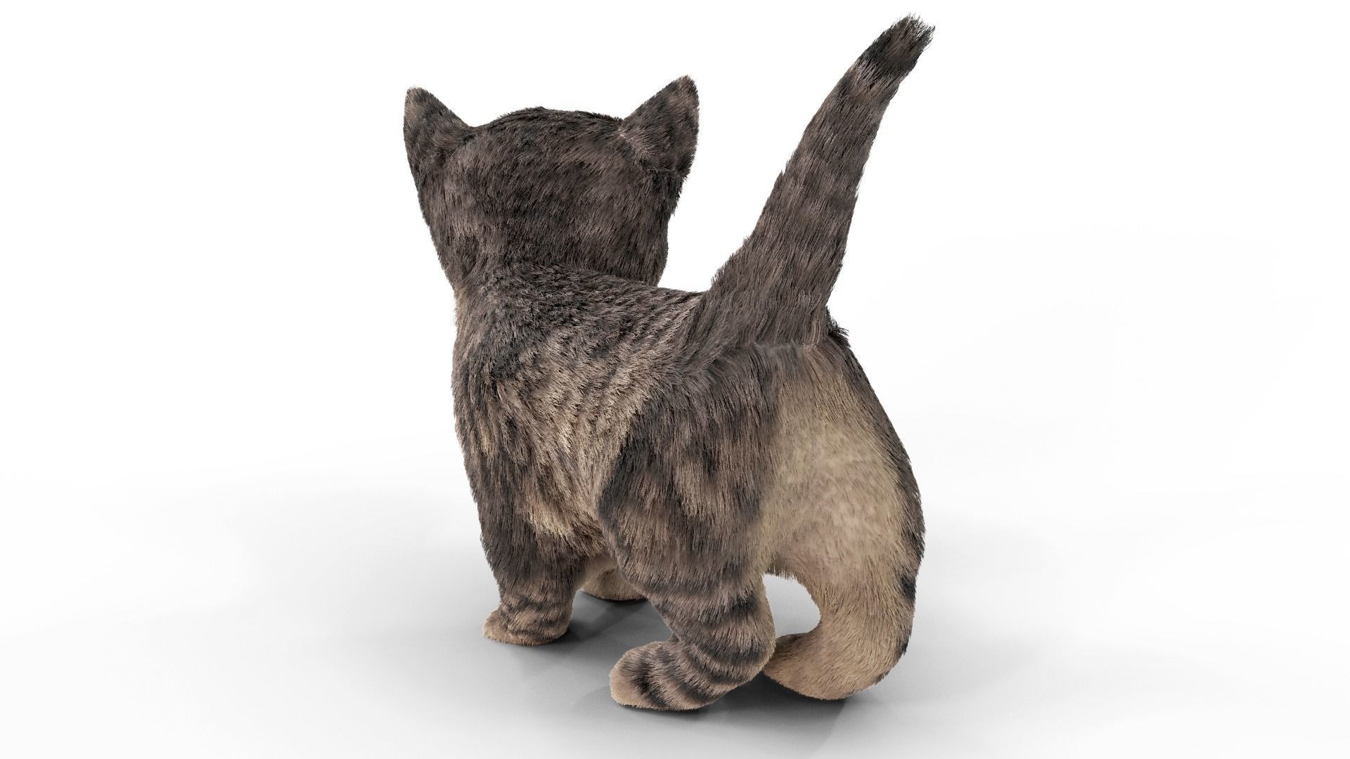 Fur Cute Cat kitten Dark Gray Animated Low-poly 3D model_4