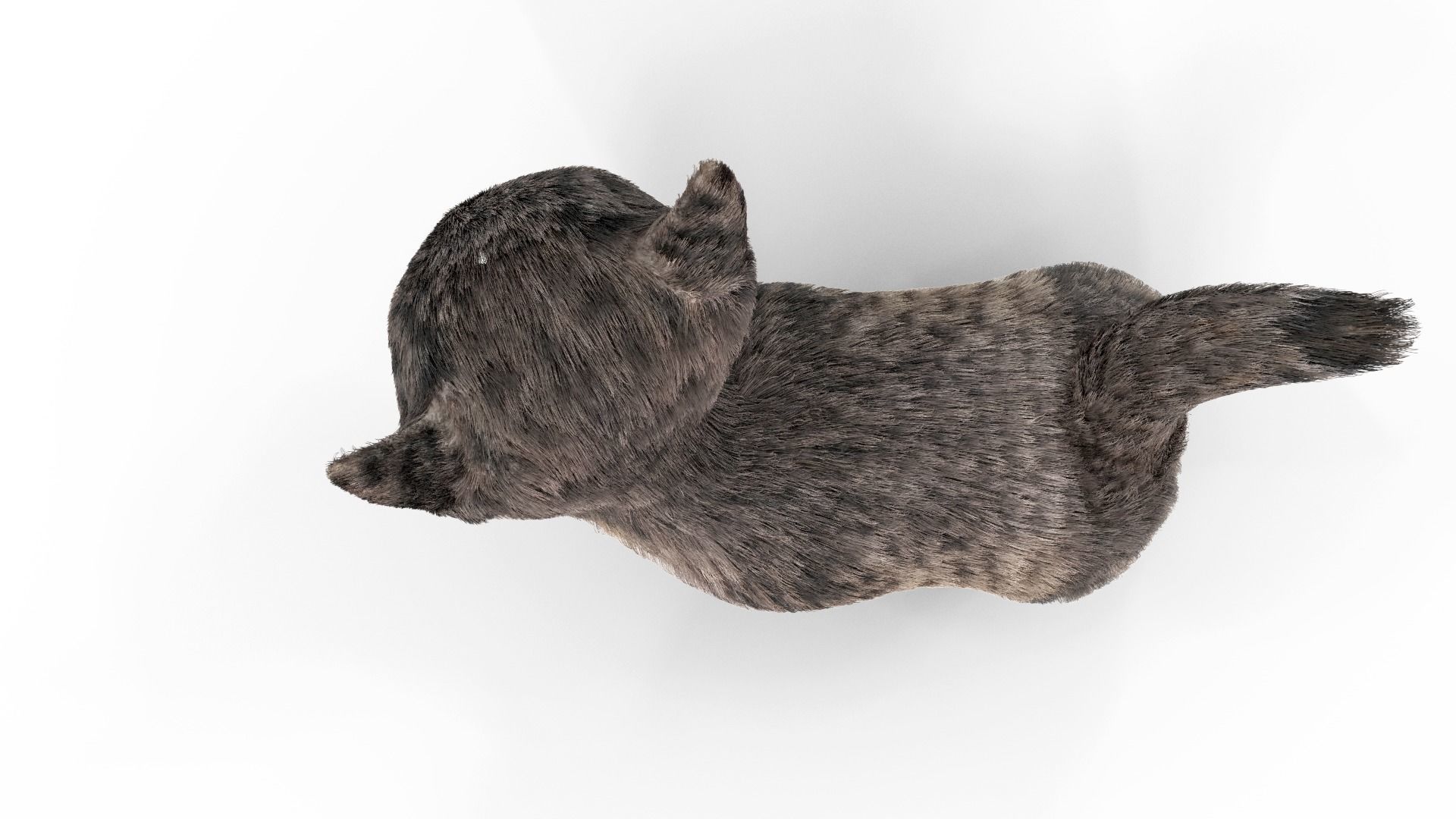 Fur Cute Cat kitten Dark Gray Animated Low-poly 3D model_2