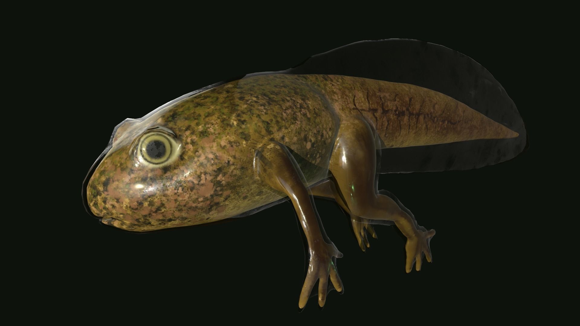 Edible Frog Tadpole Low-poly 3D model_5